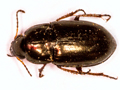 Amara tibialis